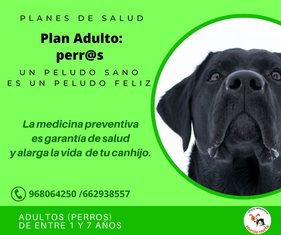 plan salud perro, planes de salud, medicina preventiva veterinaria, plan salud murcia